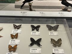 -四川大学博物馆