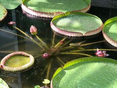 -国家植物园南园