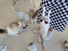 -怪兽屋·羊驼·猫咖·狗咖(俊华广场店)