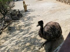 -青岛森林野生动物世界