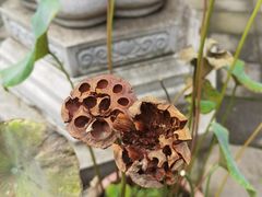 -兴教寺
