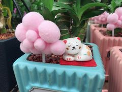 -荷兰花海