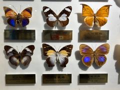 -上海昆虫博物馆