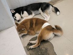 -共舞时光猫咖·狗咖(新街口店)