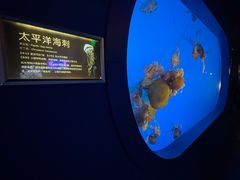 -太平洋海底世界