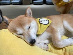 -逗柴咖啡屋·狗咖猫咖宠物桌游