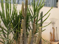 -石家庄市植物园