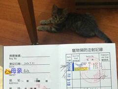 -申普宠物医院·心脏介入·心血管微创(总院)