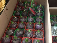 -秦美花卉(天朗·莱茵小城2期店)