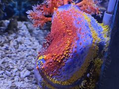 -芜湖新华联大白鲸海洋公园