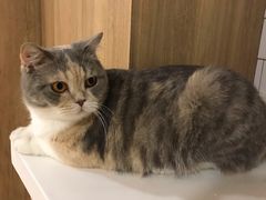 -藦茜花园宠物主题亲子互动体验馆(国顺东路店)