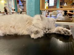 -猫小院猫主题咖啡厅(北锣店)