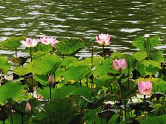 -荔湾湖公园