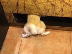 -more than meow吴止猫主题餐厅(承德 中船汇店)