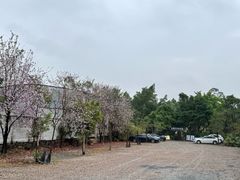 -芭厘农庄老字号·清远鸡