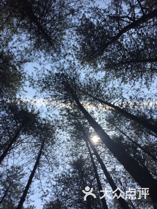 上坝河国家森林公园图片 - 第113张