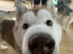 -Husky Go! 哈士奇体验馆·宠物咖啡厅狗咖