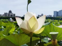 -莲花池公园
