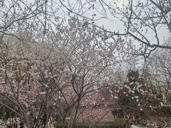 -桃花堤公园