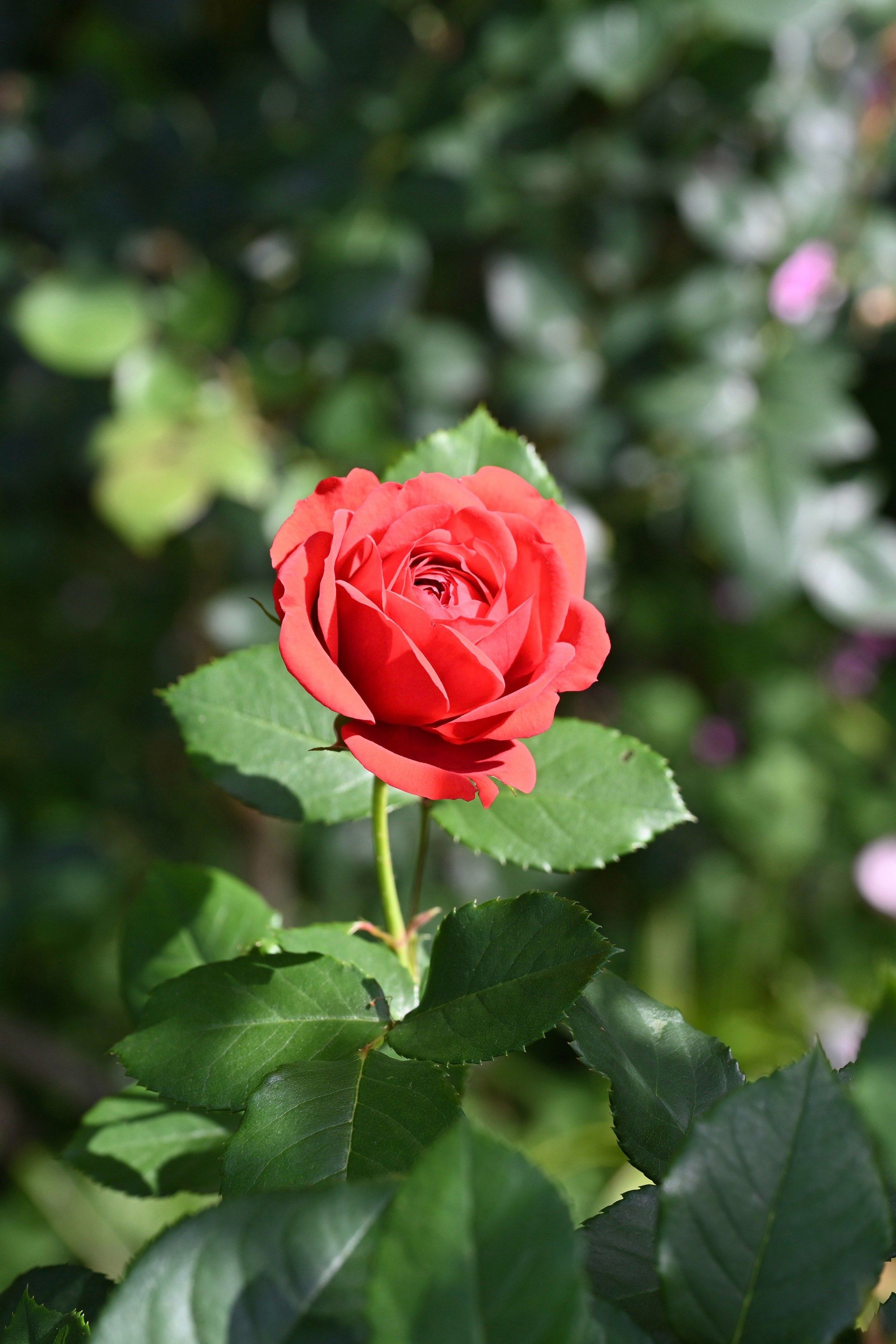 植物园里的花,妖娆妩媚迷人,组成一幅精美画卷