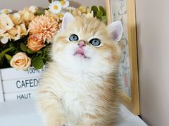 -小猫来了·猫舍(红山六九七九店)