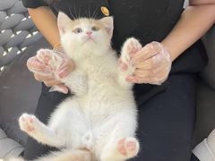 -lincat·猫舍(广州店)