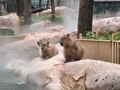 -北京野生动物园