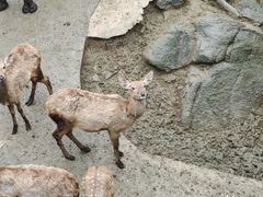 -栾川竹海野生动物园