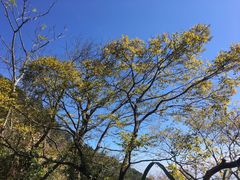 -梧桐山风景名胜区