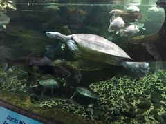 -新加坡飞禽公园