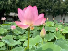 -荷花大观园
