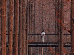 -黄海国家森林公园