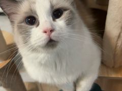 -中农国际动物医院24小时·猫科·骨科·急重症中心