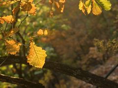 -吉林市朱雀山国家森林公园