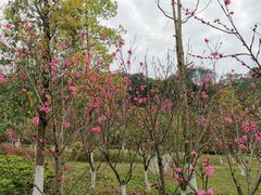 -铁山坪森林公园