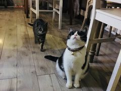 -海边的猫和咖啡馆