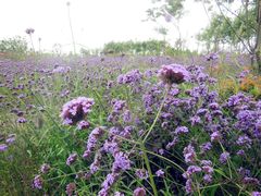 -杭州湾海上花田景区