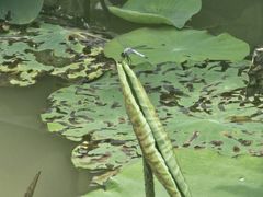 -西安浐灞国家湿地公园