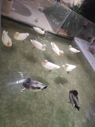 -七巧国萌宠乐园(龙湖天街店)