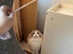 -猫十亿·布偶金渐层·曼基康矮脚猫舍(青年路店)