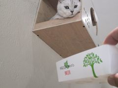 -藏猫猫咖啡主题馆(中央大道店)