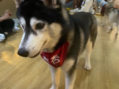 -Husky Go! 哈士奇体验馆·宠物咖啡厅狗咖