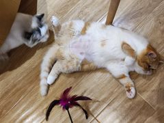 -滚猫咖啡·猫咖·猫友好撸猫(未来城店)
