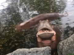 -清迈夜间动物园