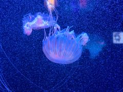 -太平洋海底世界