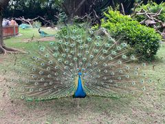 -广州长隆飞鸟乐园
