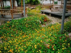 -上海都市菜园