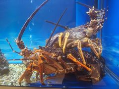 -西村日本料理(香格里拉饭店)