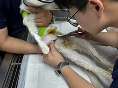 -爱侣宠医·鹦鹉专科·小型哺乳类·异宠专科(灵石路店)