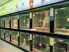 -翊宠yipet猫狗购宠庄园犬舍•猫舍